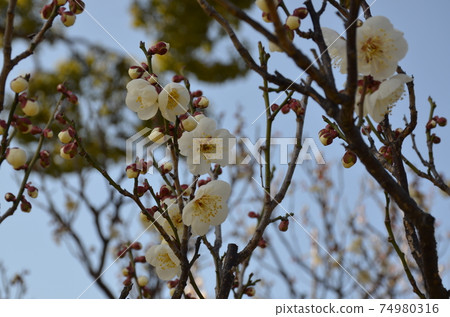 Winter solstice plum Winter solstice plum 74980316