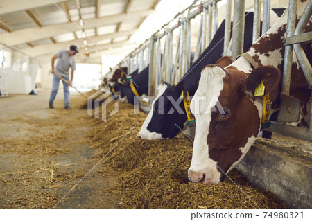 Herd of healthy dairy cows feeding in row of stables in feedlot barn on livestock farm 74980321
