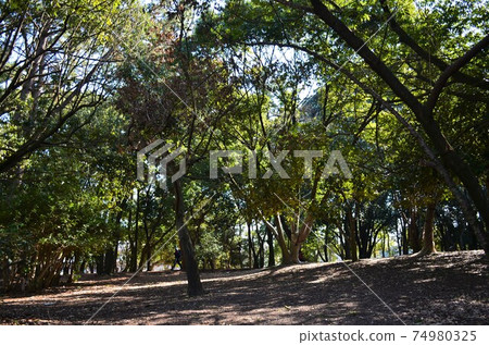 Early spring park 74980325