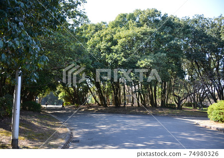 Early spring park 74980326