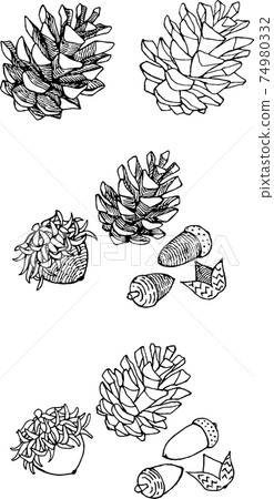 Illustration of acorns and pine cones 74980332