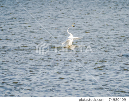 Beautiful swans in Kitaura flapping their wings 74980409