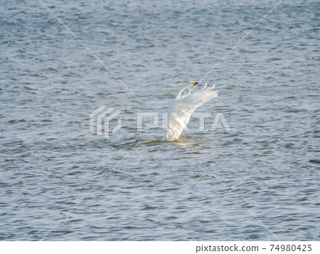 美麗的天鵝在北浦拍打翅膀 74980425