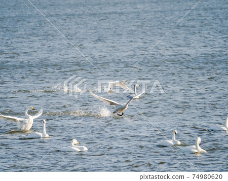 Beautiful swans in Kitaura flying from the surface of the water Beautiful swans in Kitaura flying from the surface of the water 74980620