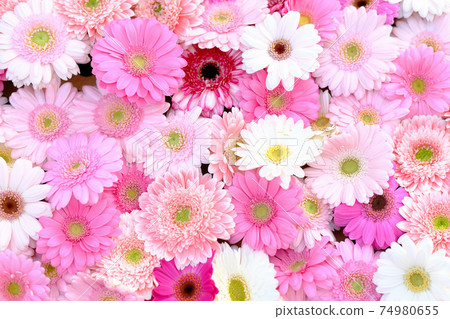 雛菊 74980655