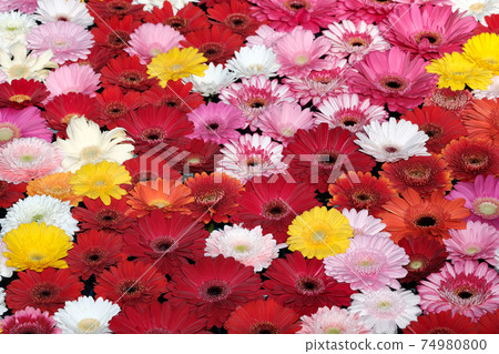雛菊 雛菊 74980800