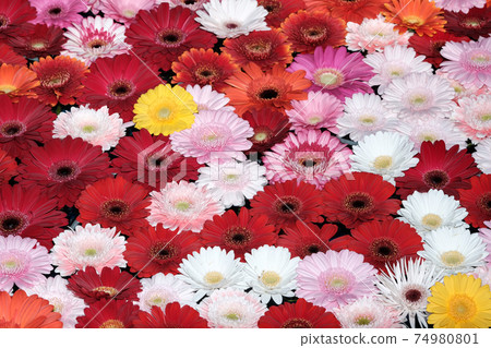 雛菊 雛菊 74980801