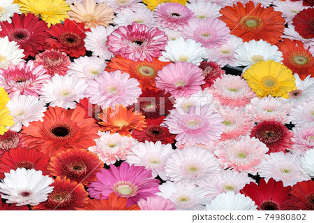 雛菊 雛菊 74980802