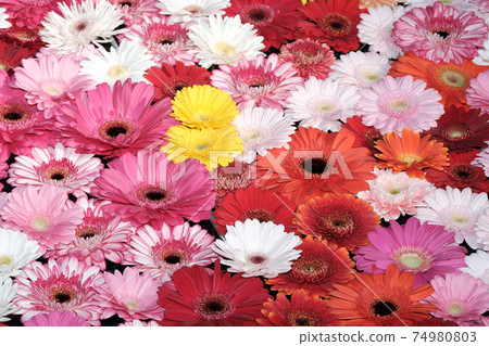 雛菊 74980803