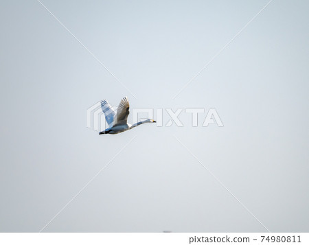 北浦美麗的天鵝,優雅的飛行 北浦美麗的天鵝,優雅的飛行 74980811