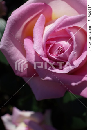 Rose El in full bloom 74980911