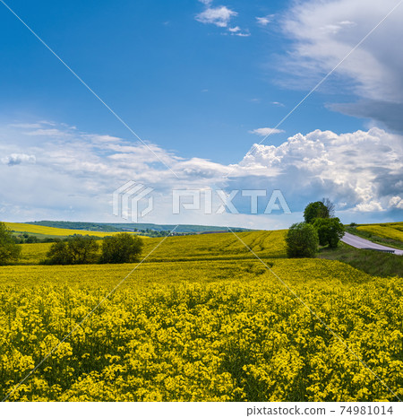 Spring rapeseed yellow blooming fields 74981014
