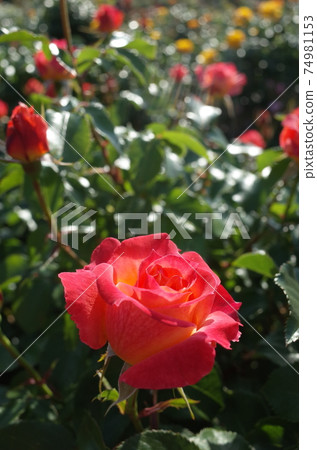 Rose in full bloom Pure poetry 74981153