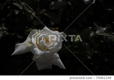 White rose in full bloom John Paul II White rose in full bloom John Paul II 74981299