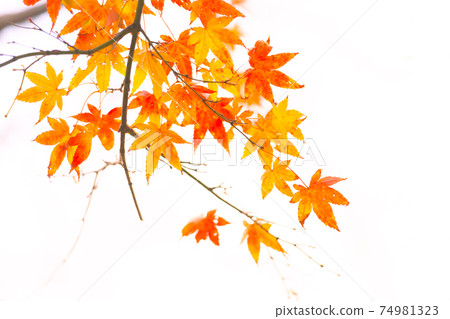 Autumn in Japan: Beautiful autumn leaves colored in red Autumn in Japan: Beautiful autumn leaves colored in red 74981323