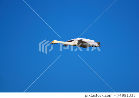 天鵝在天空中滑行 天鵝在天空中滑行 74981335