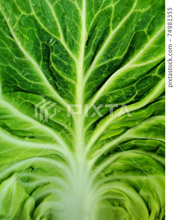 白菜葉2 74981355