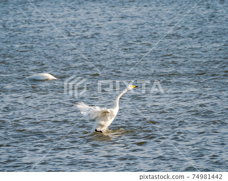 A flock of beautiful swans in Kitaura flapping their wings 74981442