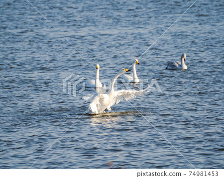A flock of beautiful swans in Kitaura flapping their wings 74981453