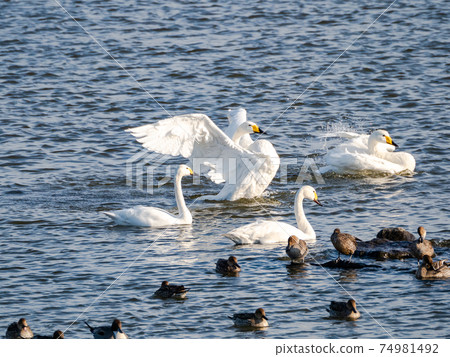 A flock of beautiful swans in Kitaura flapping their wings A flock of beautiful swans in Kitaura flapping their wings 74981492