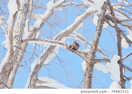 Winter Ezoris climbing a tree branch Winter Ezoris climbing a tree branch 74981551