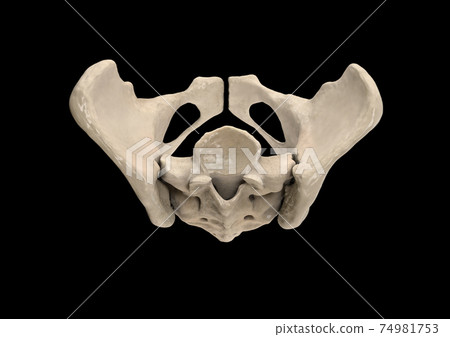 Pelvis, Human skeleton, Female Pelvic Bone anatomy, hip, 3D artwork, Bones Labeled Anatomy top View Pelvis, Human skeleton, Female Pelvic Bone anatomy, hip, 3D artwork, Bones Labeled Anatomy top View 74981753