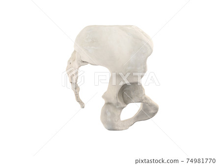 Pelvis, Human skeleton, Female Pelvic Bone anatomy, hip, 3D artwork, Bones Anatomy right View, white background Pelvis, Human skeleton, Female Pelvic Bone anatomy, hip, 3D artwork, Bones Anatomy right View, white background 74981770