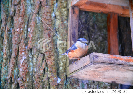 nuthatch bird portrait nuthatch bird portrait 74981803