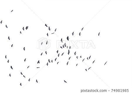 Flocks of flying birds isolated on white background. Save with clipping path. Flocks of flying birds isolated on white background. Save with clipping path. 74981985