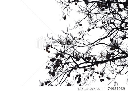Dead branches isolate on white background. Clipping path. Dead branches isolate on white background. Clipping path. 74981989