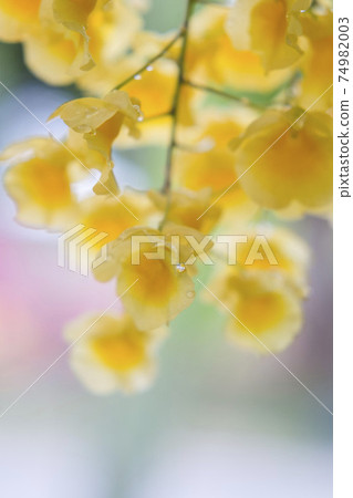 Yellow orchid , Tropical orchid Yellow orchid , Tropical orchid 74982003