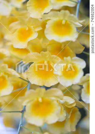 Yellow orchid , Tropical orchid  74982004