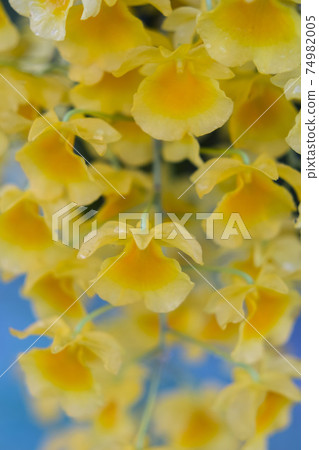 Yellow orchid , Tropical orchid Yellow orchid , Tropical orchid 74982005