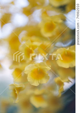 Yellow orchid , Tropical orchid Yellow orchid , Tropical orchid 74982010
