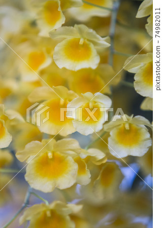 Yellow orchid , Tropical orchid Yellow orchid , Tropical orchid 74982011