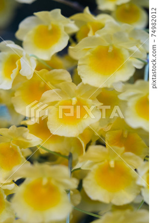 Yellow orchid , Tropical orchid Yellow orchid , Tropical orchid 74982012