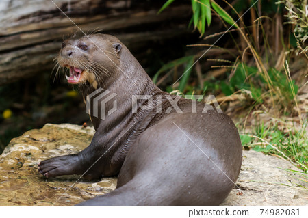 Otter giant near river 74982081