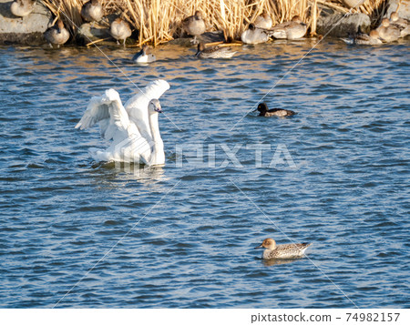 A flock of beautiful swans and ducks in Kitaura 74982157
