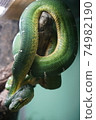 Snake entwined on a branch 74982190