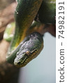 Snake entwined on a branch 74982191