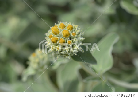 Jerusalem sage Jerusalem sage 74982317