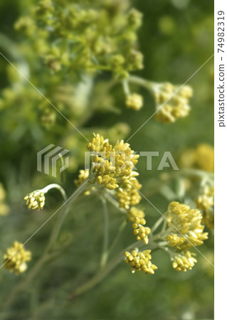 Italian everlasting flowers Italian everlasting flowers 74982319