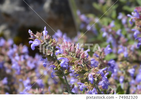 Common sage Common sage 74982320