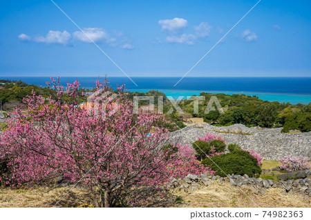 Nakiji Castle castle's cold cherry blossoms 74982363