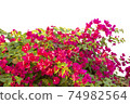 Bougainvilleas isolated on white background. Save with clipping path. 74982564