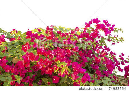 Bougainvilleas isolated on white background. Save with clipping path. 74982564