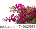 Bougainvilleas isolated on white background. Save with clipping path. 74982565