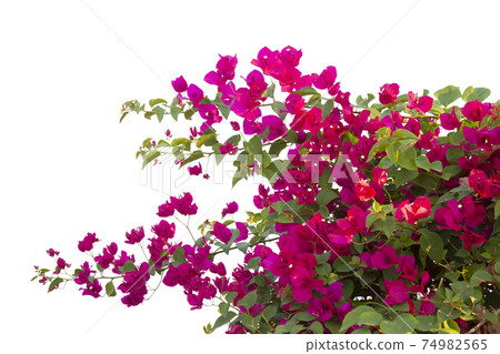 Bougainvilleas isolated on white background. Save with clipping path. Bougainvilleas isolated on white background. Save with clipping path. 74982565