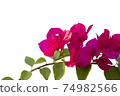 Bougainvilleas isolated on white background. Save with clipping path. 74982566