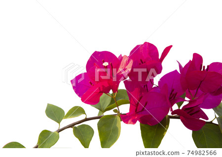 Bougainvilleas isolated on white background. Save with clipping path. Bougainvilleas isolated on white background. Save with clipping path. 74982566